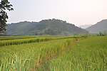 稻田