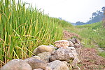 田野美景