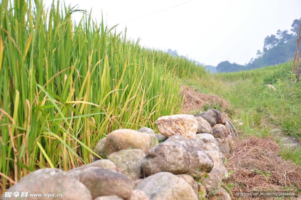 田野美景