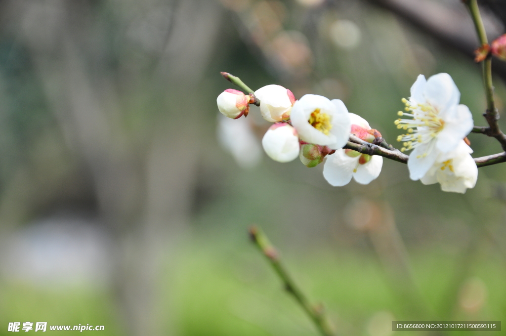 一枝花