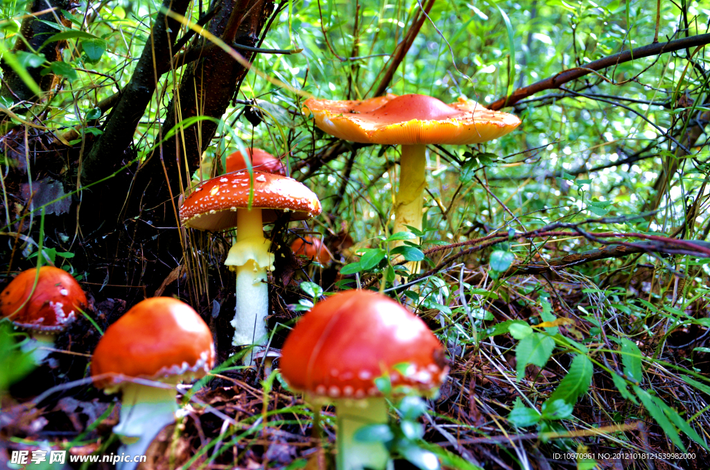 苹果菇