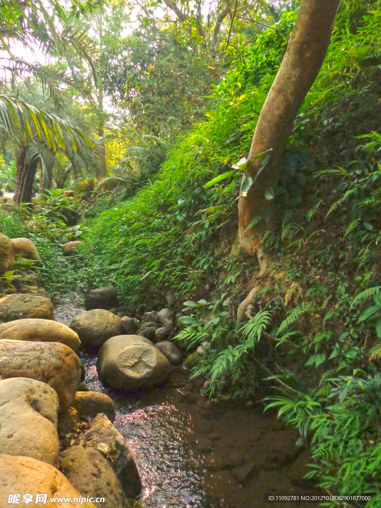 仙湖植物园(非高清)