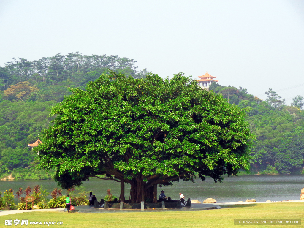 仙湖植物园(非高清)