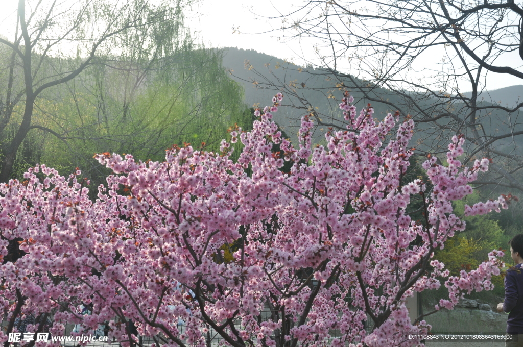 桃花