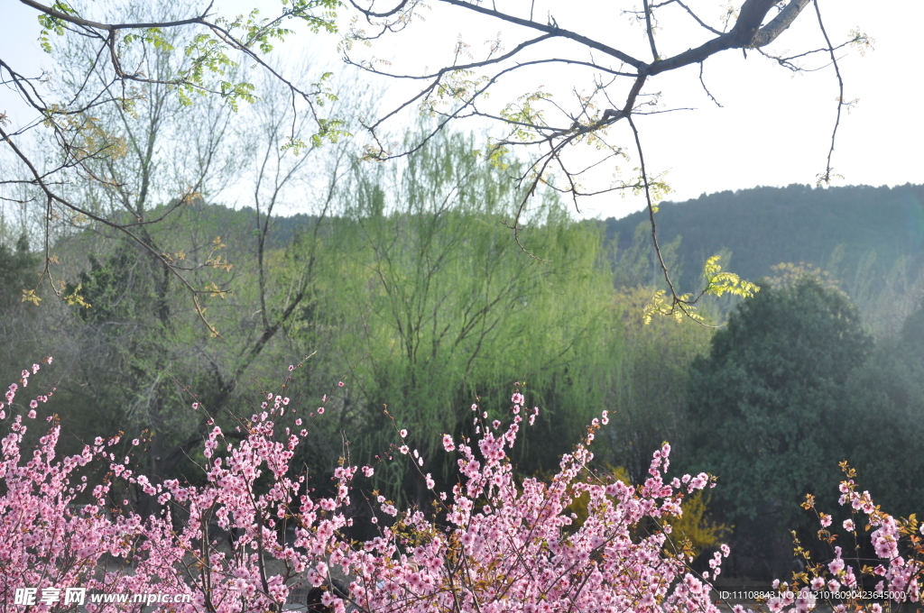 桃花