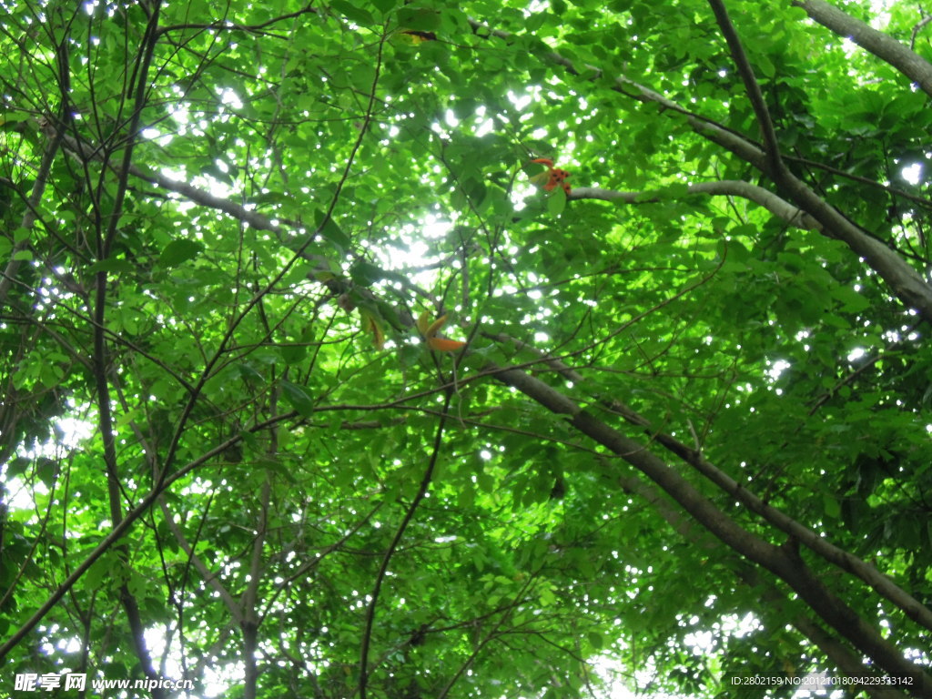 绿树成荫