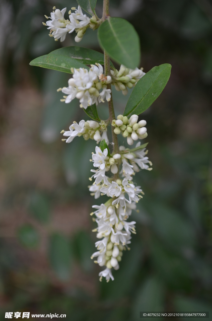 花枝