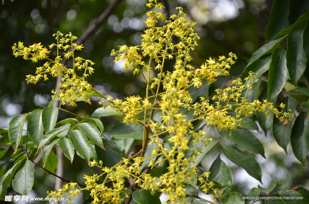 黄山栾树花