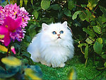 白色波斯猫
