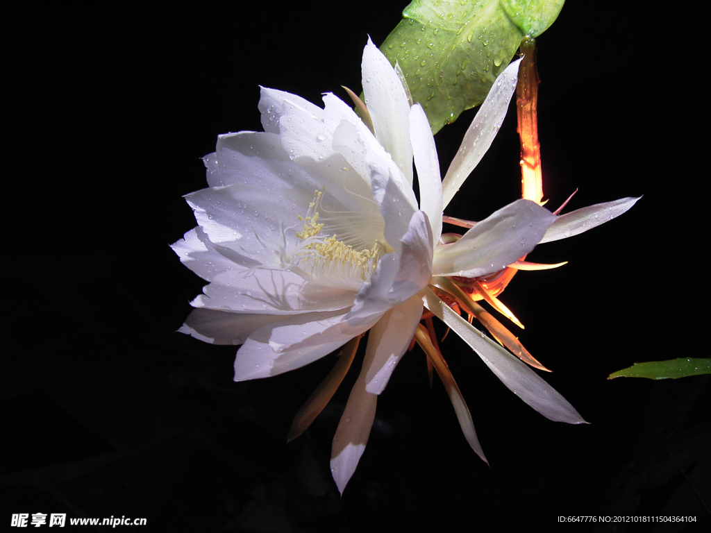 昙花