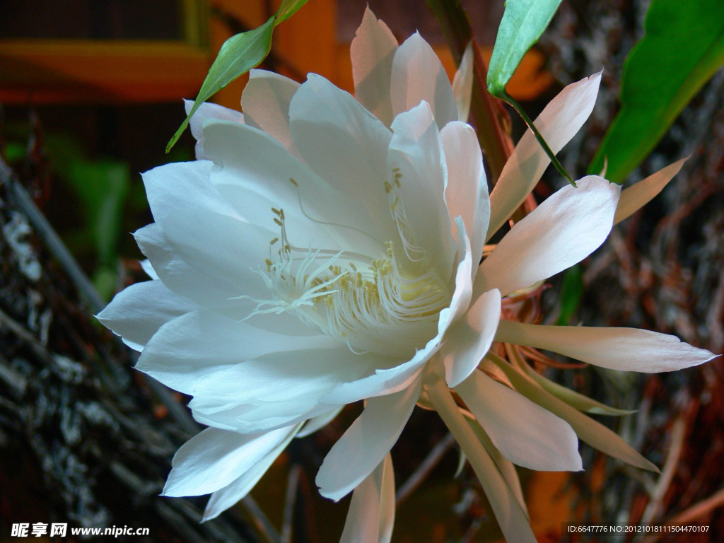 昙花