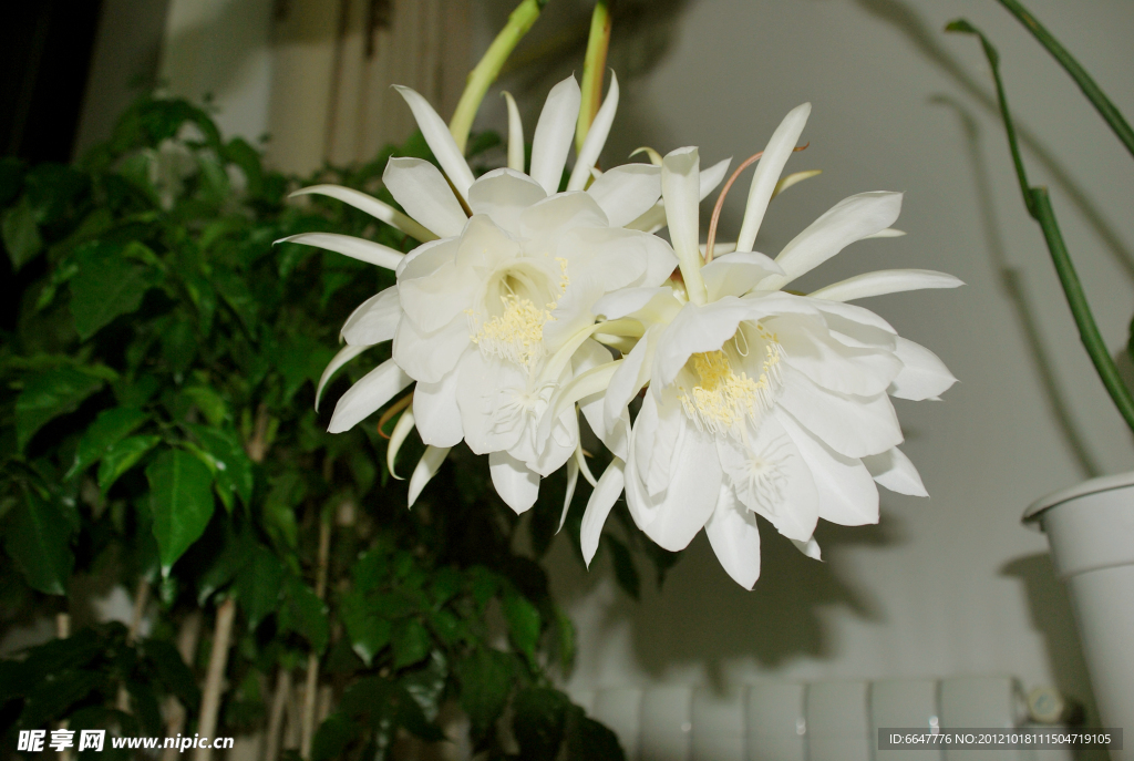 昙花