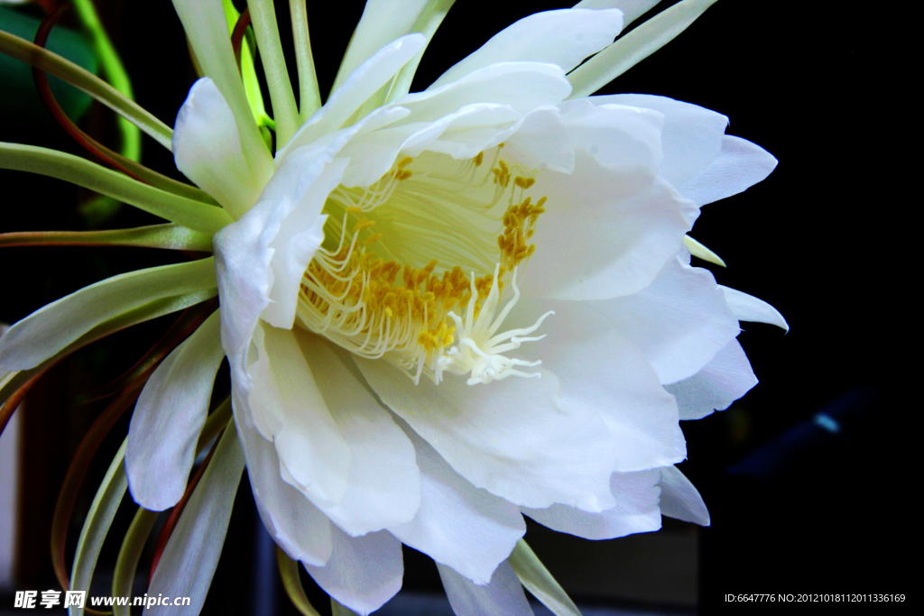 昙花