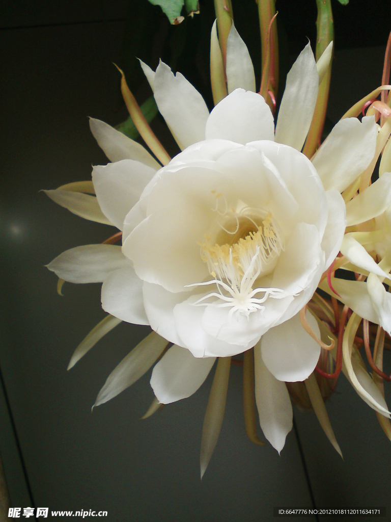 昙花