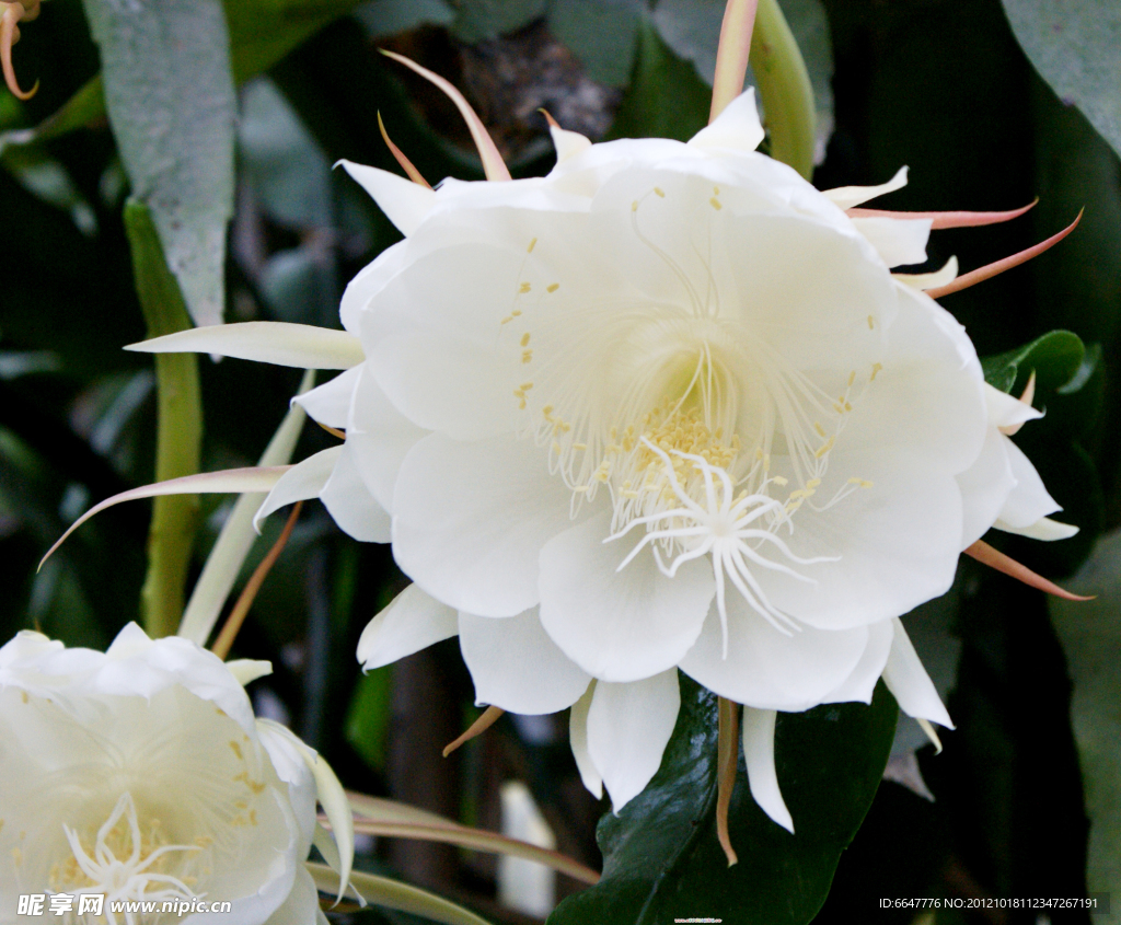 昙花