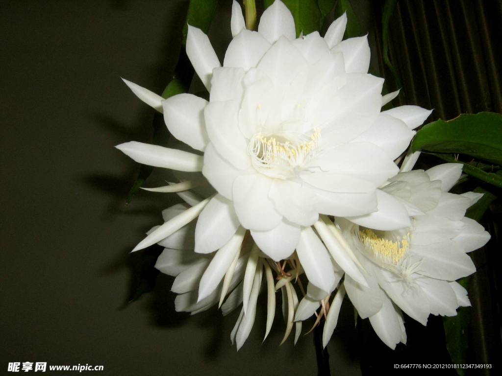 昙花