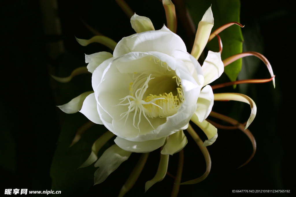 昙花