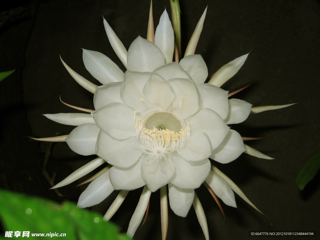 昙花