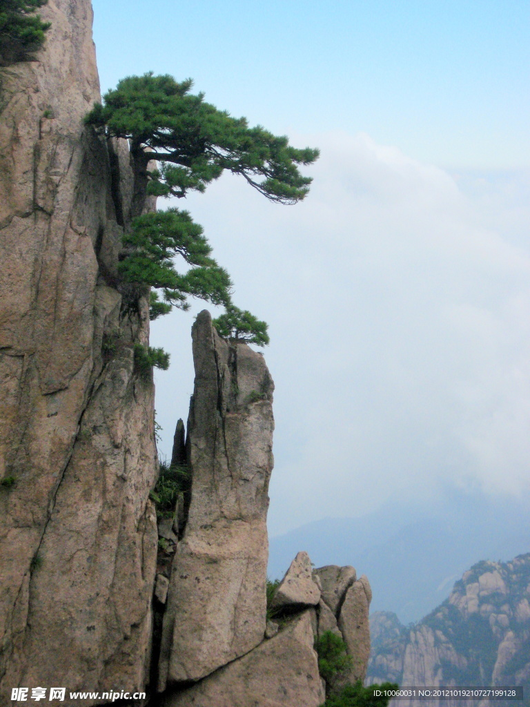 绝壁松