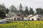 菜花农家 荥经兰家山