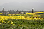 荥经兰家山油菜花田