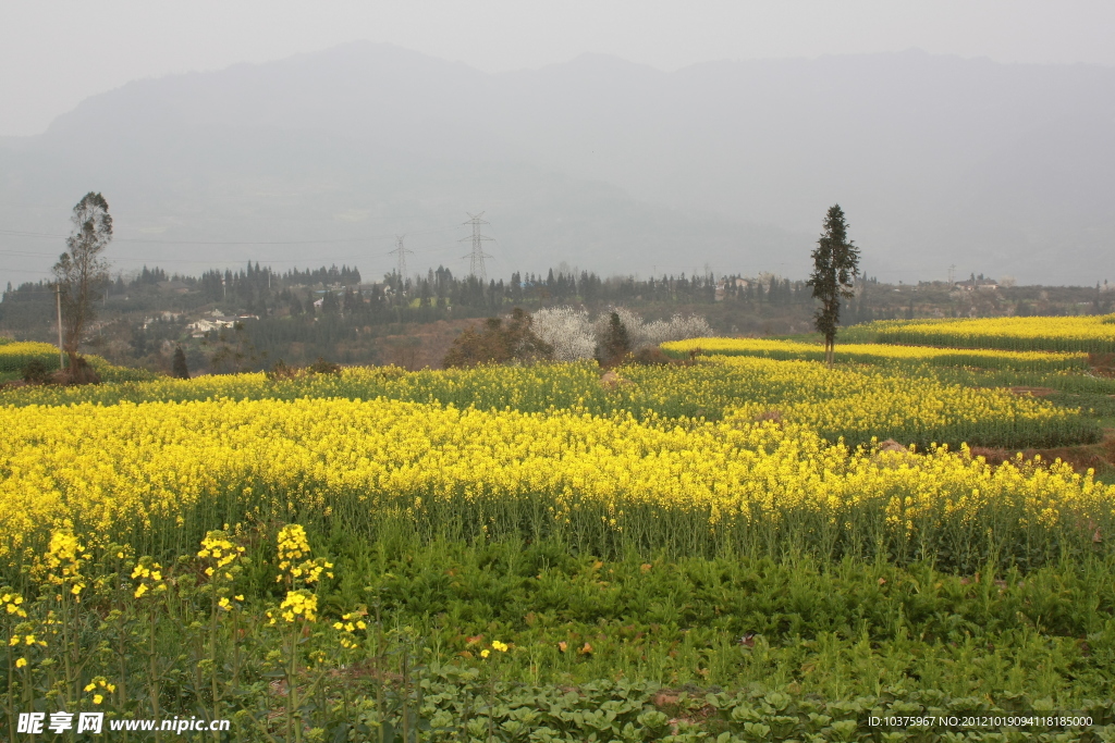 荥经兰家山油菜花田