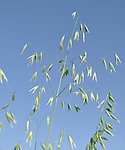莜麦