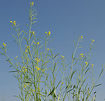 菜籽