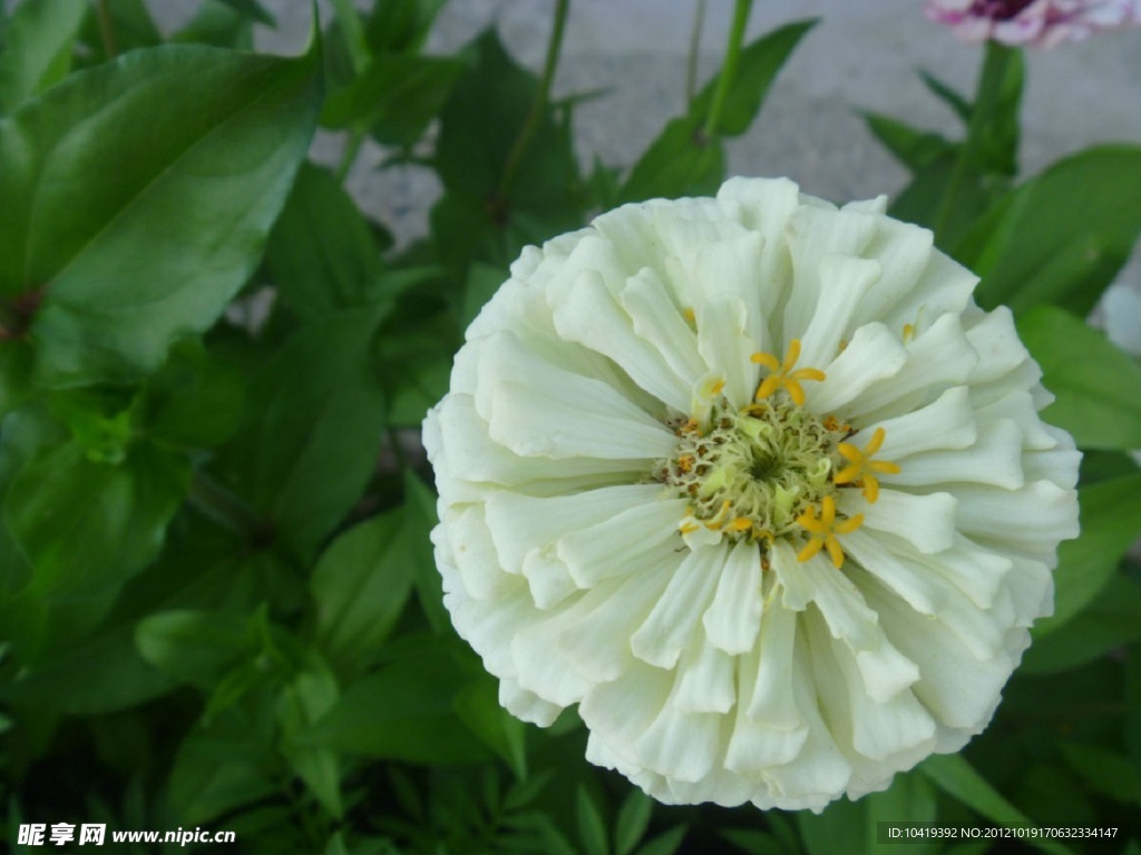 绿叶白花