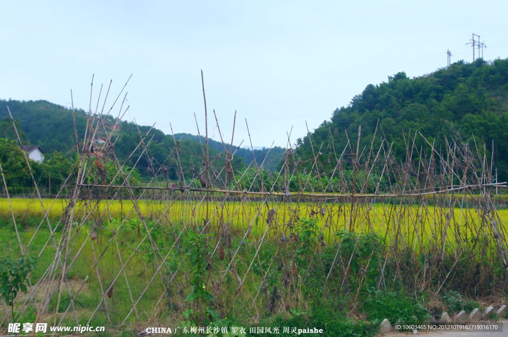 篱笆与稻田 山水风光