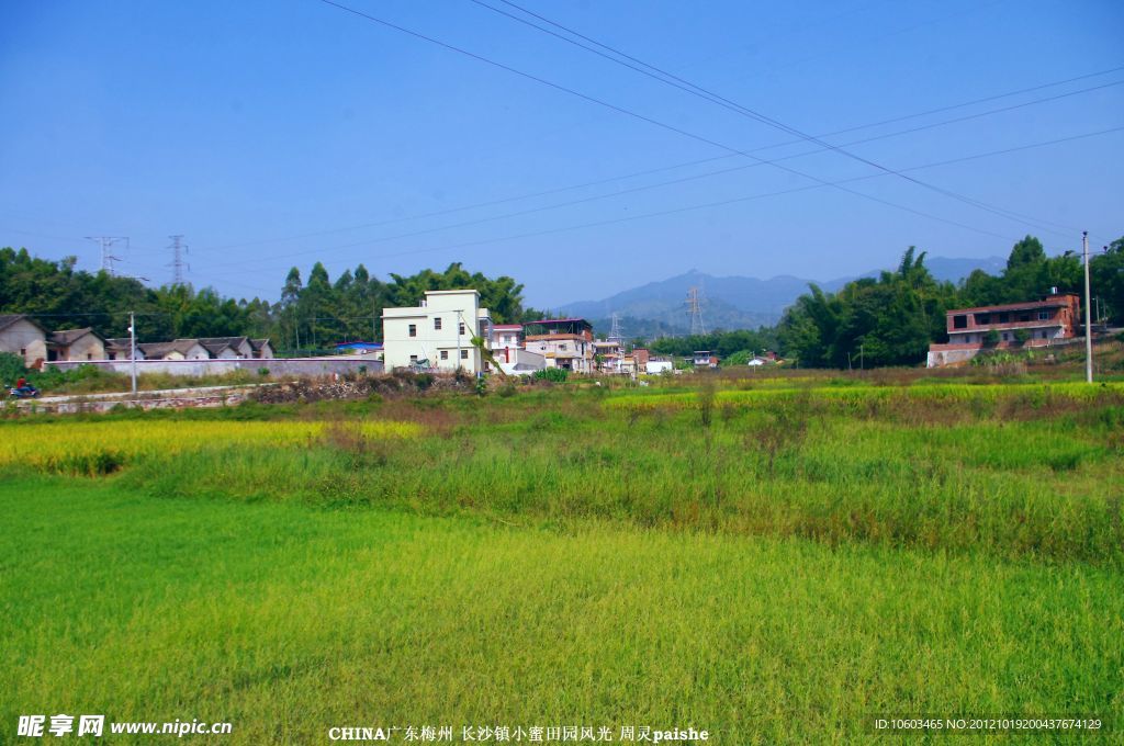 金黄绿草 田园风光