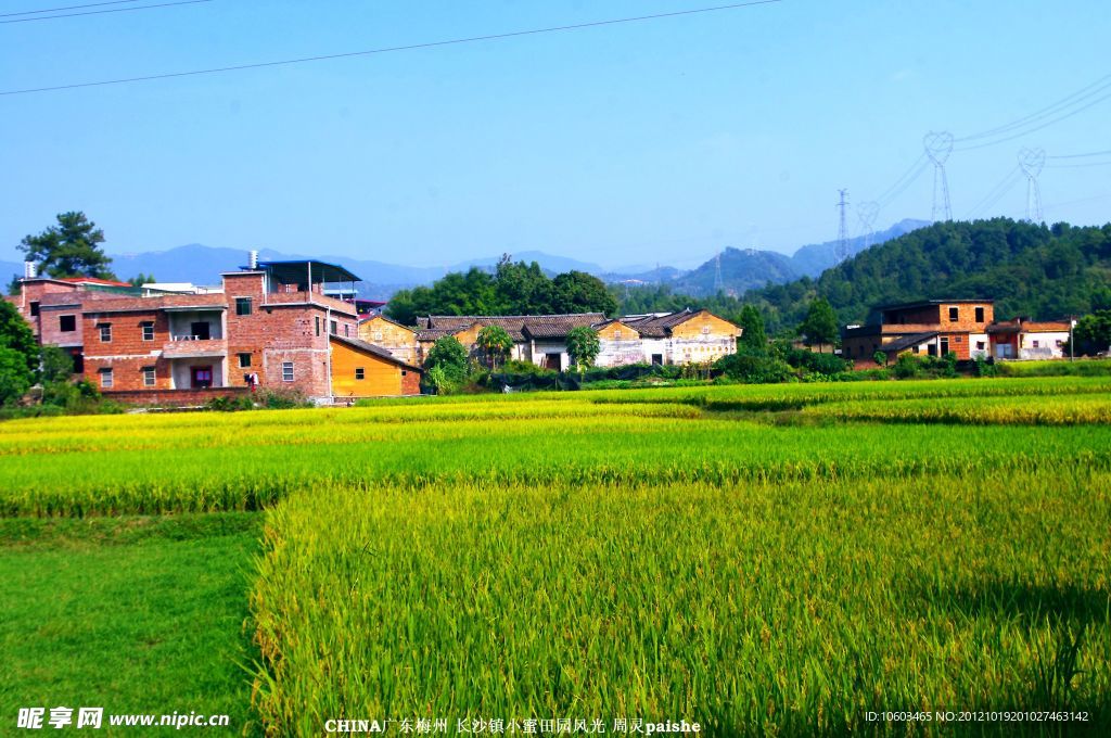 稻田风光 乡村景色