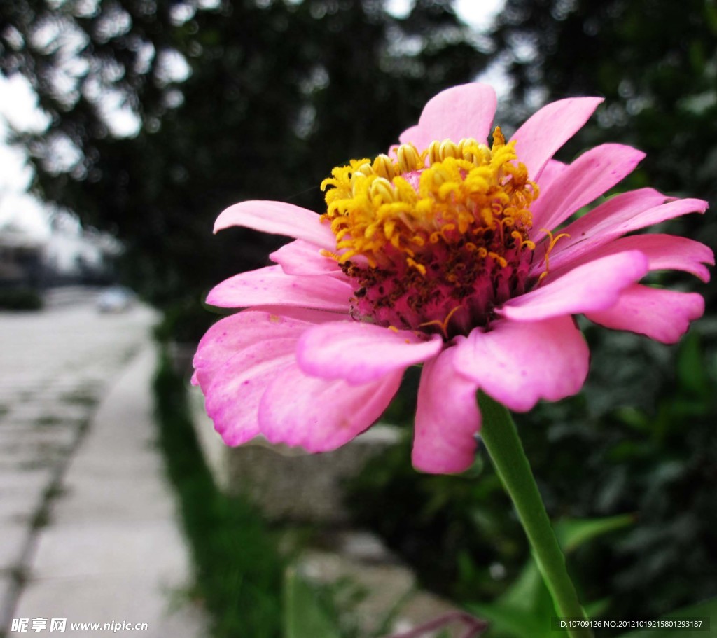 小花