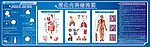 内科解剖图