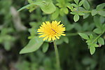 小黄花