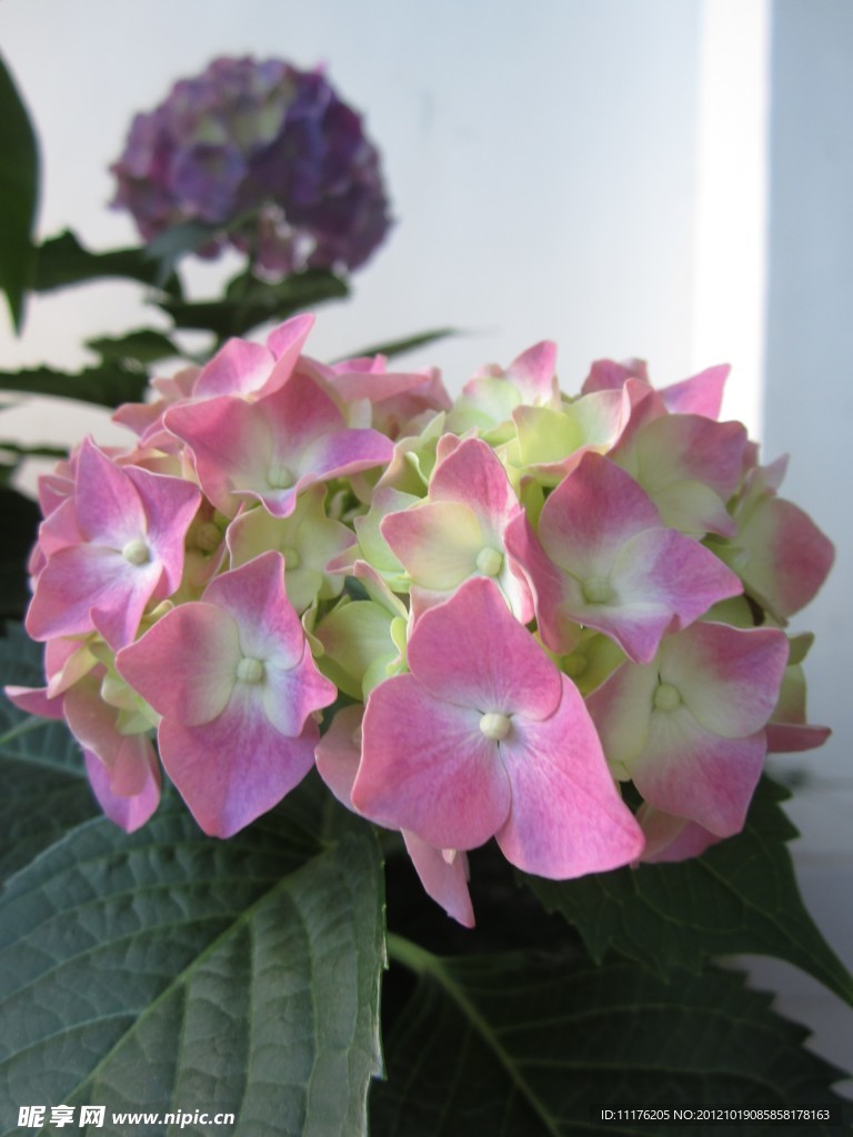 绣球花