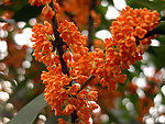 桂花