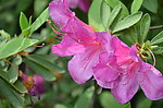 杜鹃花