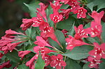 锦带花