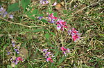 胡枝子花