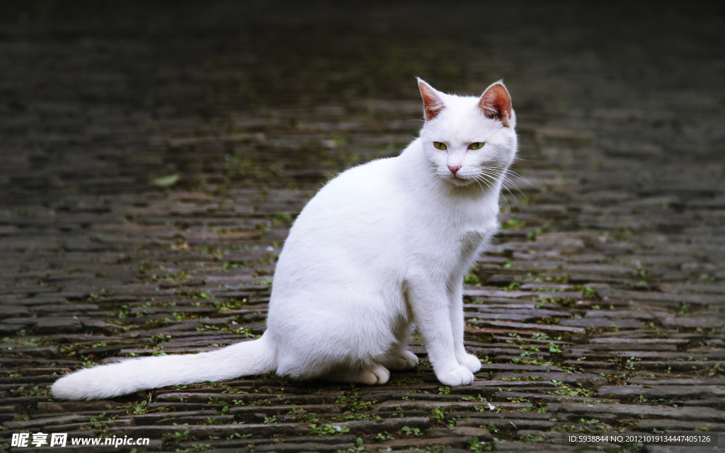 寄畅园里的白猫