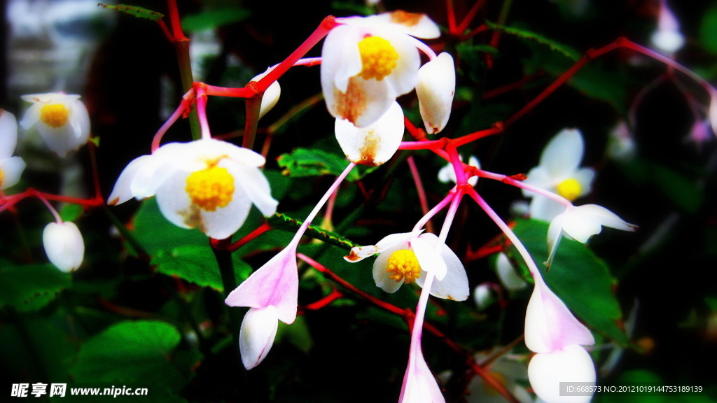 白花