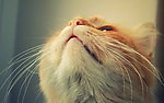 猫咪
