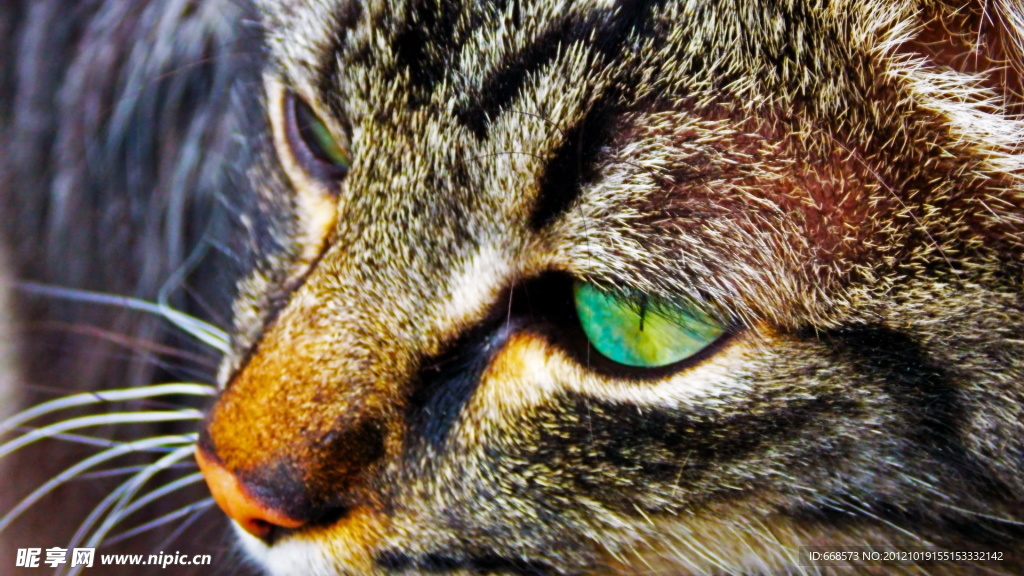 猫咪