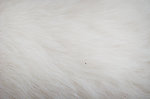 猫毛纹理