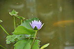 水中花