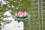 莲花