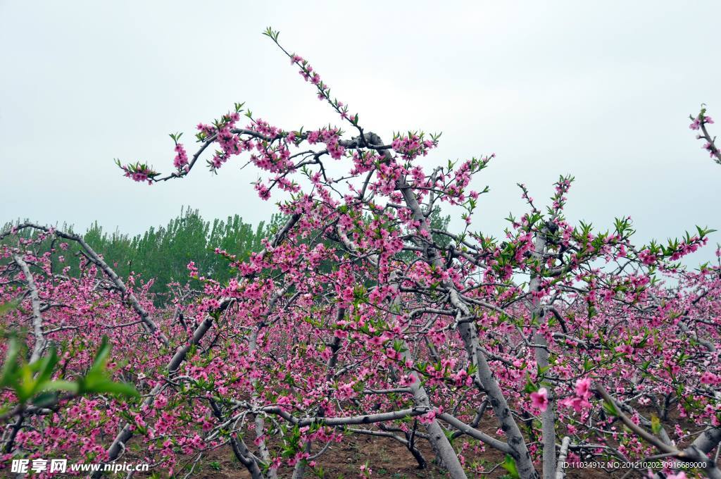 桃花