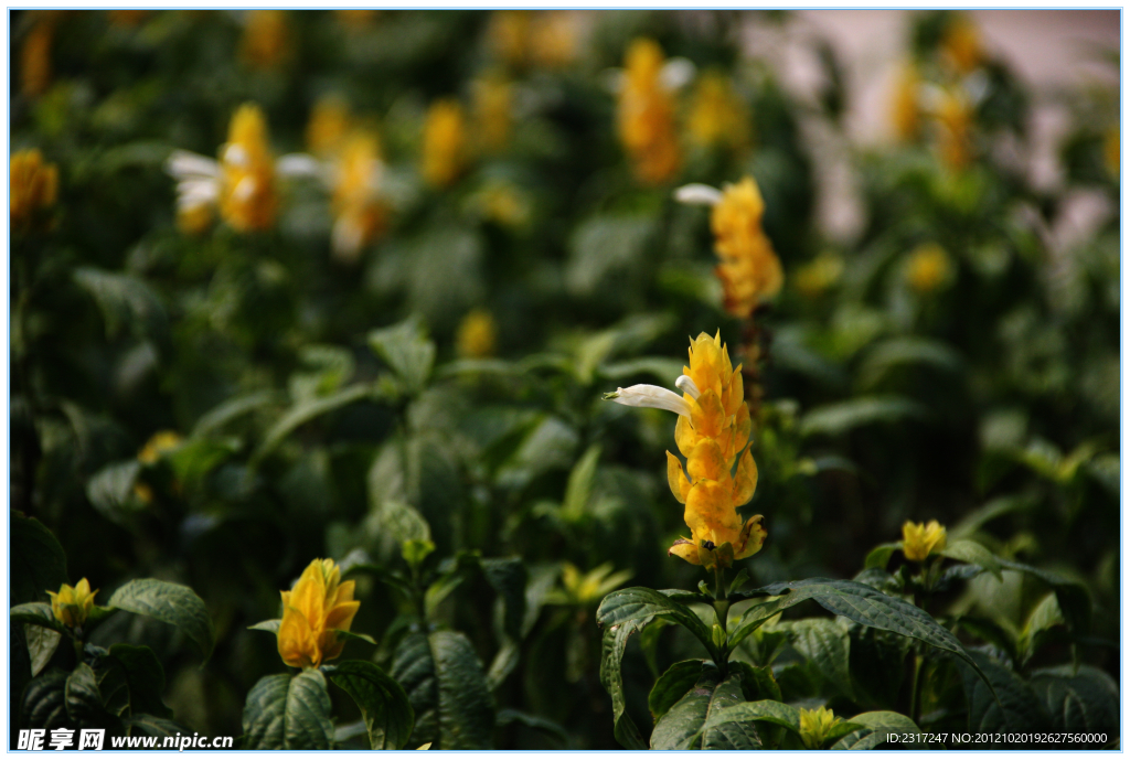 小黄花