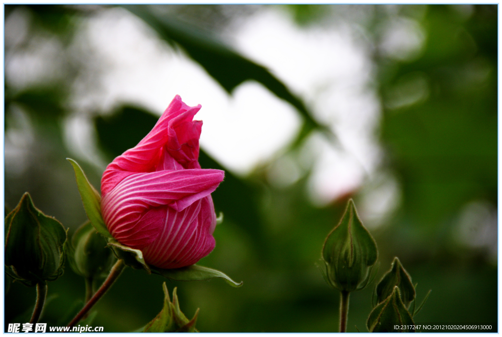 芙蓉